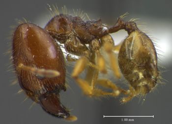 Media type: image;   Entomology 35179 Aspect: habitus lateral view